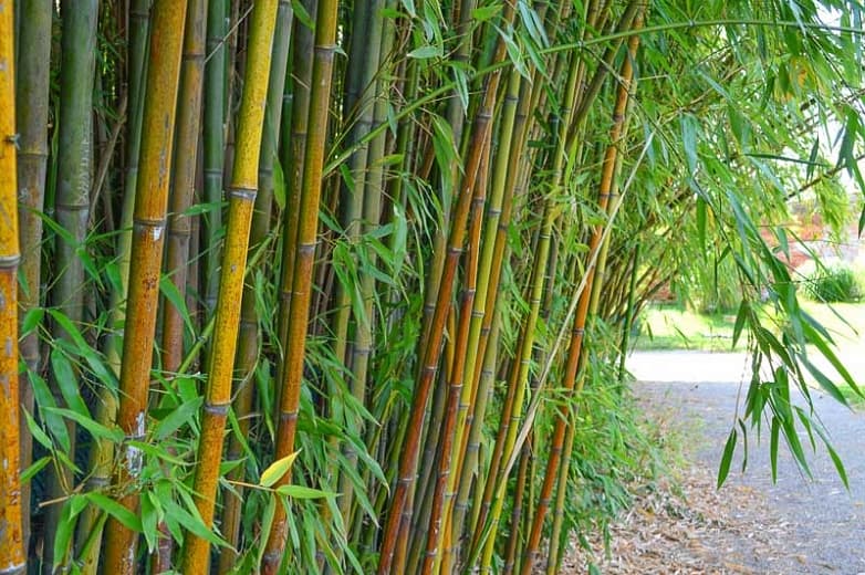Phyllostachys viridiglaucescens (Зеленовато-сизый бамбук)