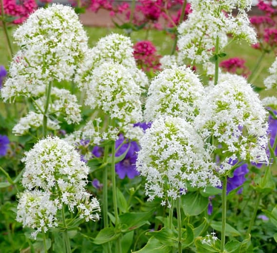 Centranthus Ruber 'Albus' (Красная валериана)