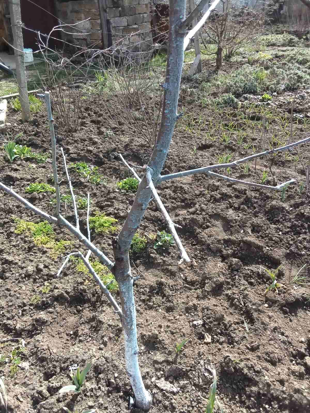 Обрезка и обработка деревьев персика.