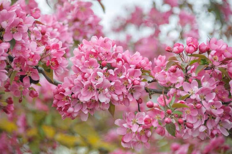 Крабовое яблоко Malus × moerlandsii 'Profusion'