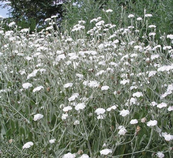 Личнис коронария 'Альба' (Роза Кампион)