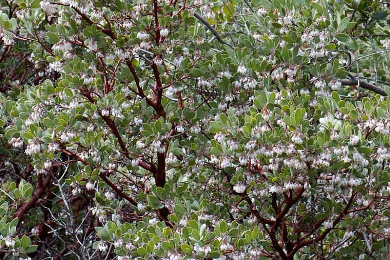Arctostaphylos glauca (Большая ягодная Мансанита)