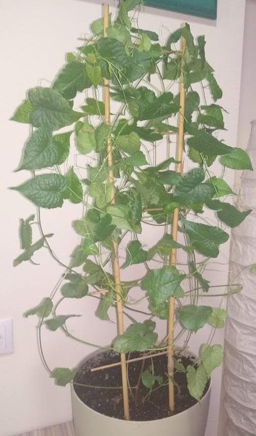 Антигонон тонковатый (лат. Antigonon leptopus)