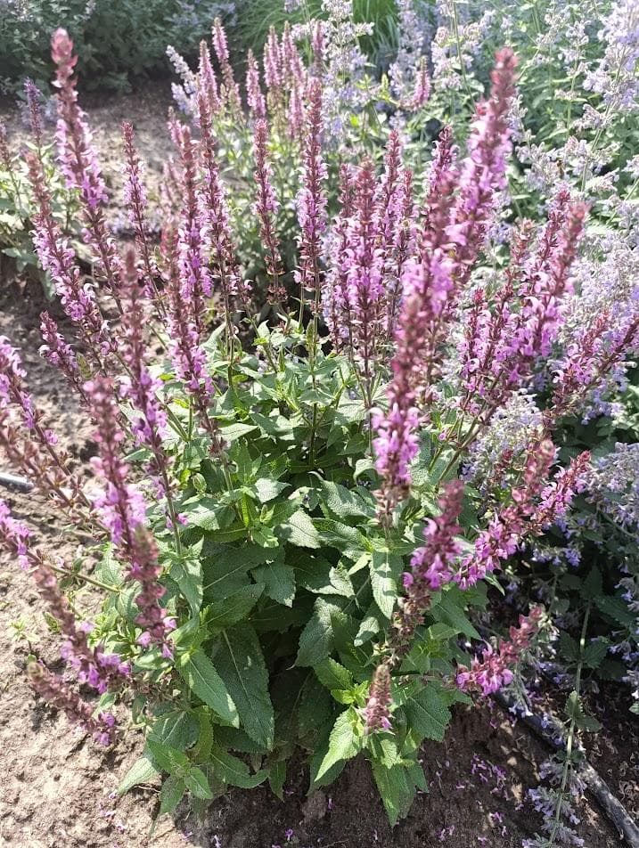 Шалфей дубравный (лат. Salvia nemorosa)