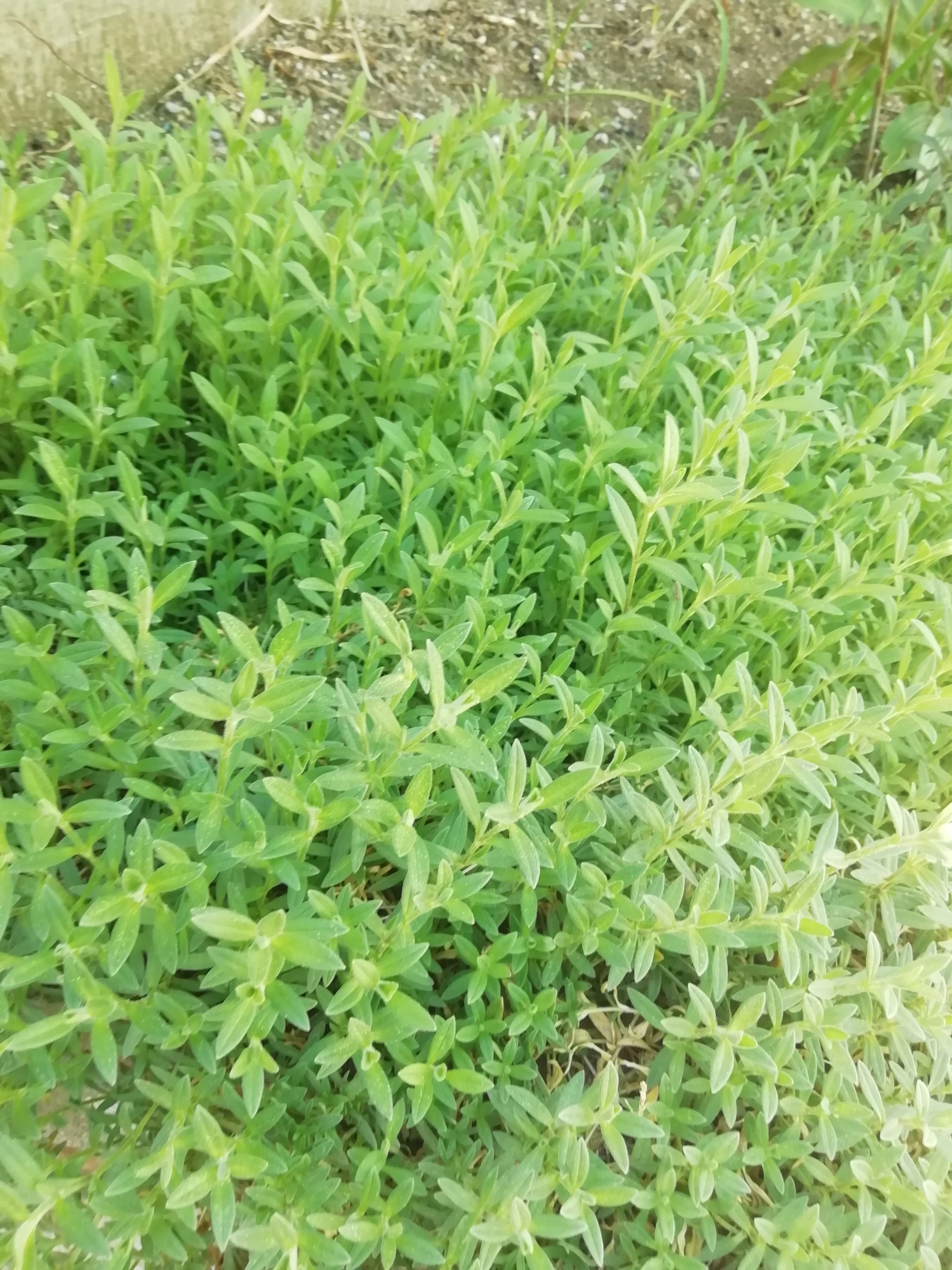 Зелёный ковёр из Ясколки многолетней.