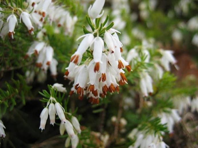 Erica x darleyensis 'Alba' (Зимняя пустошь)