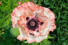 Papaver orientale 'Пикоте' 