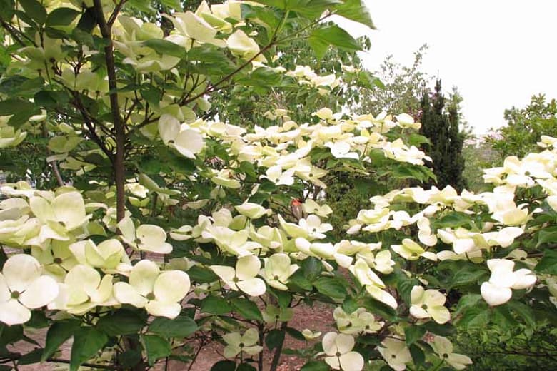 Cornus 'Venus' (Кизил)
