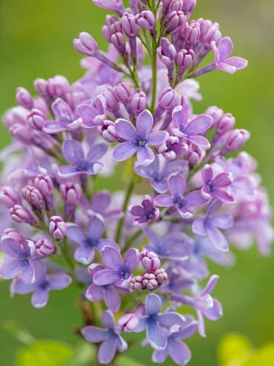 Syringa vulgaris 'Wedgwood Blue'