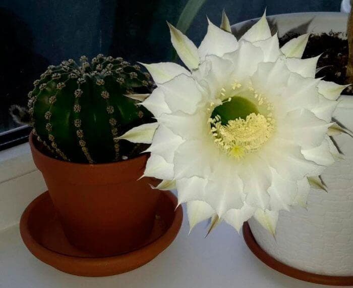 Эхинопсис полуобнаженный (Echinopsis subdenudata)