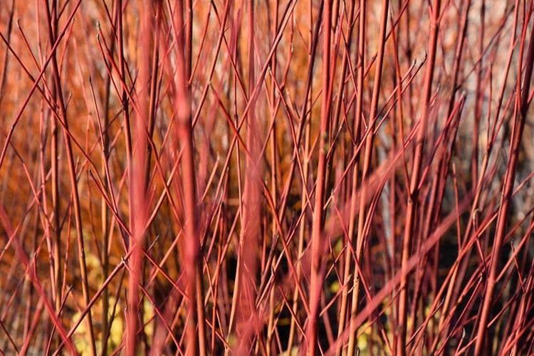 Cornus sericea 'Kelseyi' (Кизил краснокнижный)