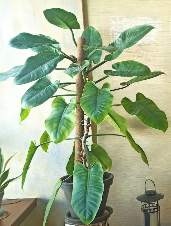Филодендрон Imperial Green: стройный и строгий