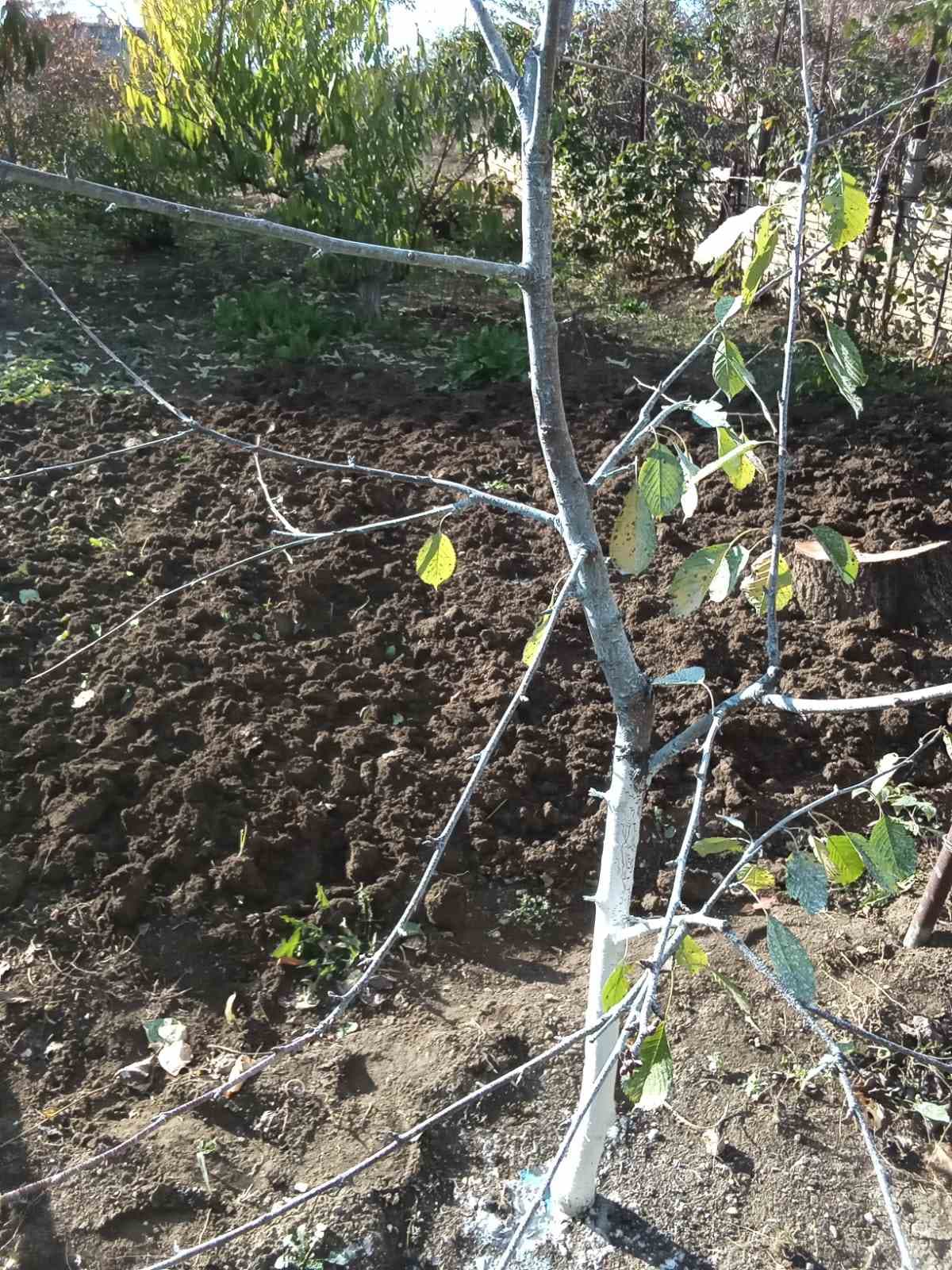 Осенняя обработка деревьев и кустарников.