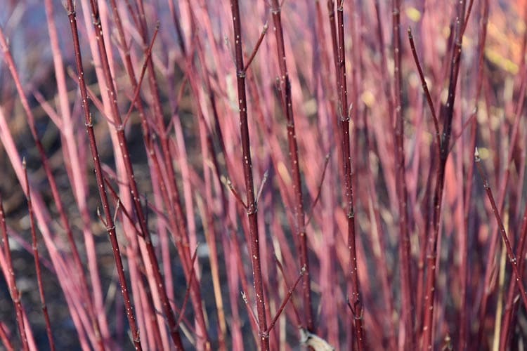 Cornus sericea subsp. Западный Солнечный свет (Кизил)
