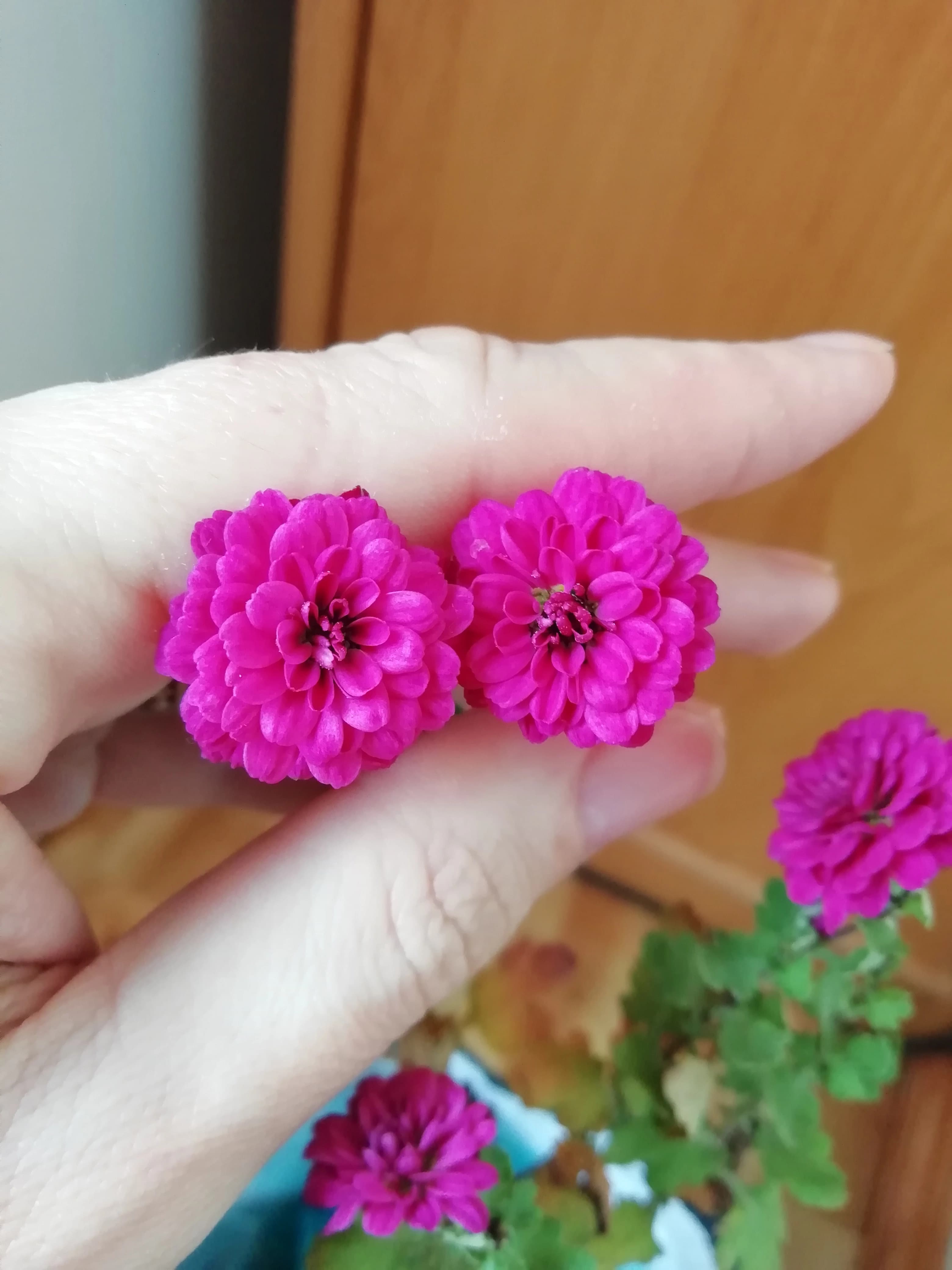 Новое место для кустика дубков.