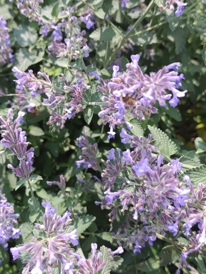 Котовник Фассена (Nepeta faassenii)