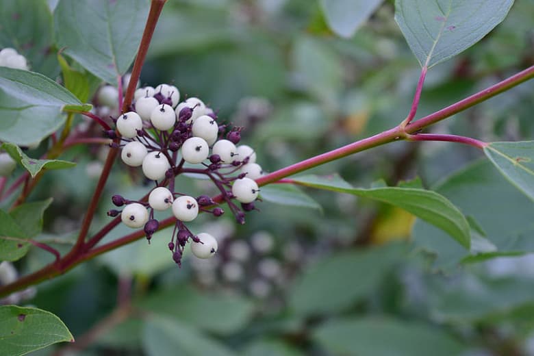 Cornus sericea (Красный ивовый кизил)