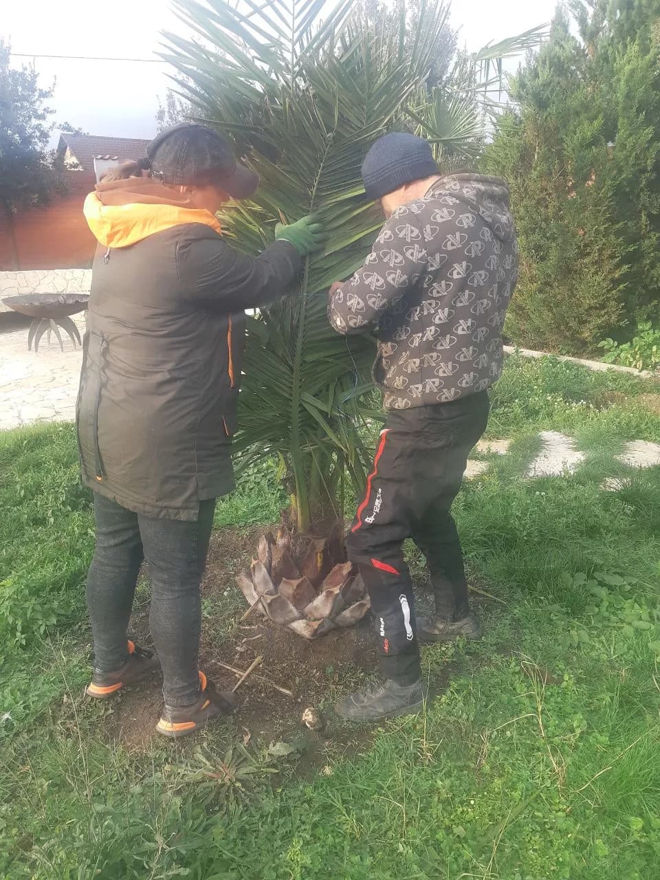 Время укрывать пальмы