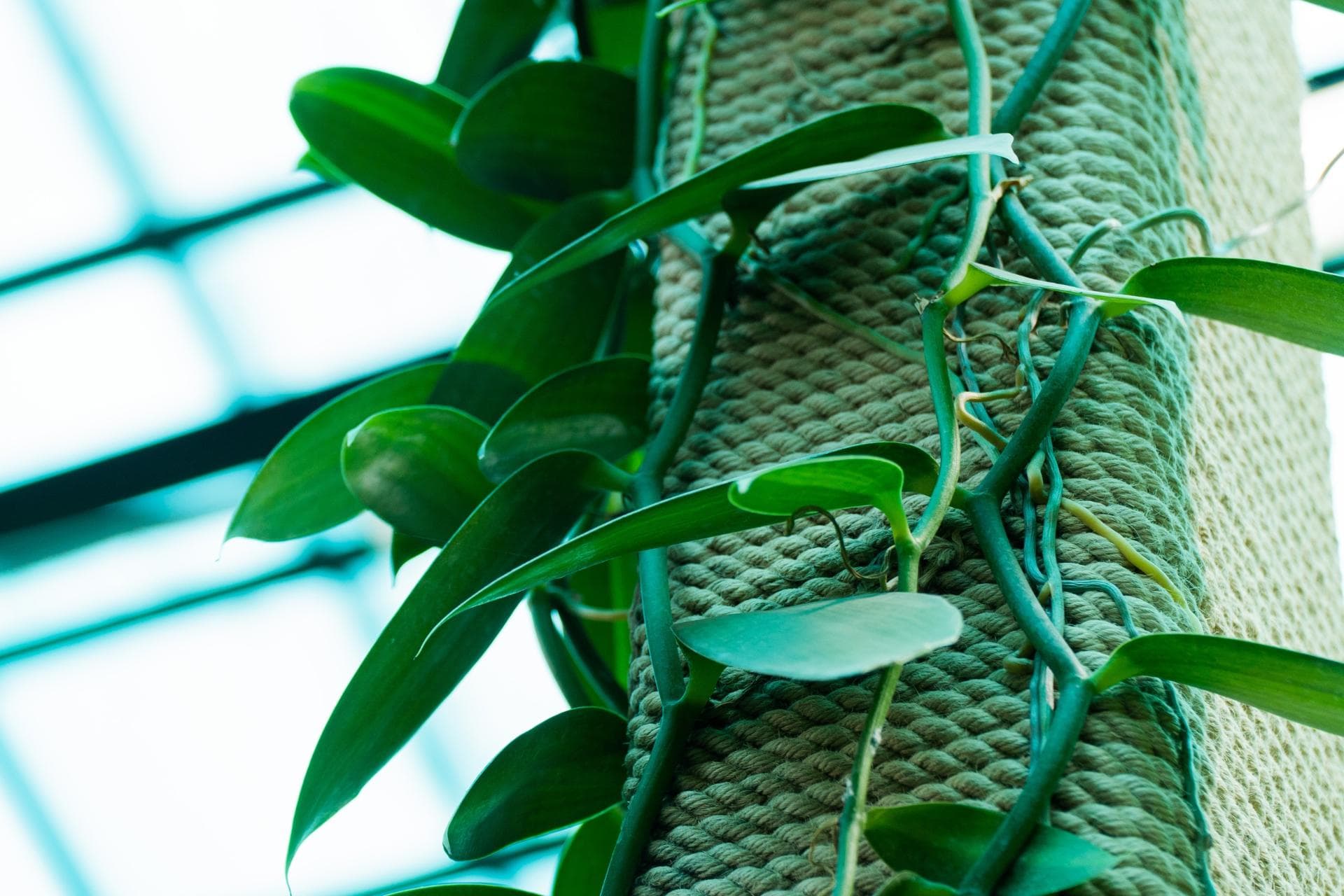 Орхидея Vanilla