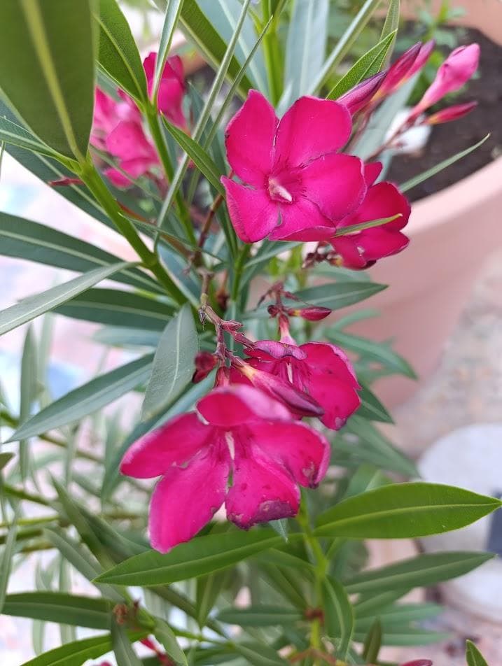 Олеандр обыкновенный, красный (Nerium oleander).