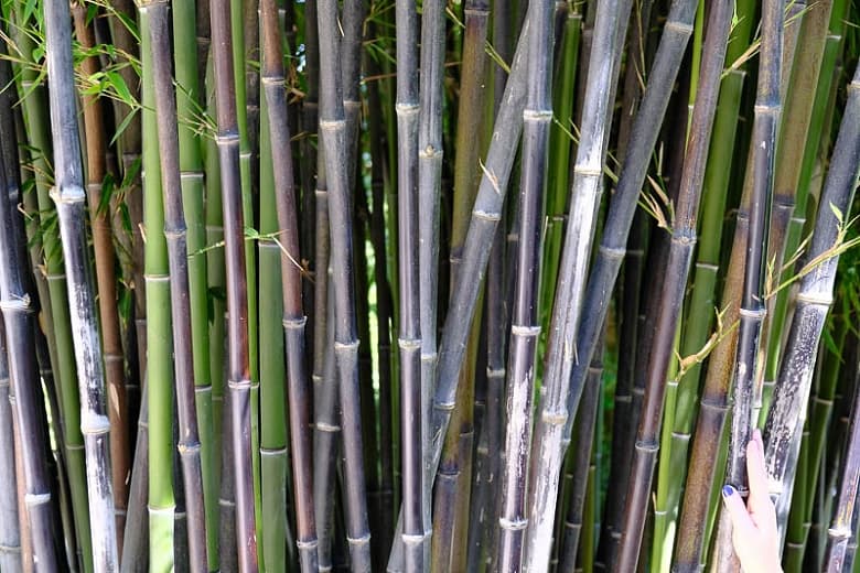Phyllostachys nigra (Черный бамбук)