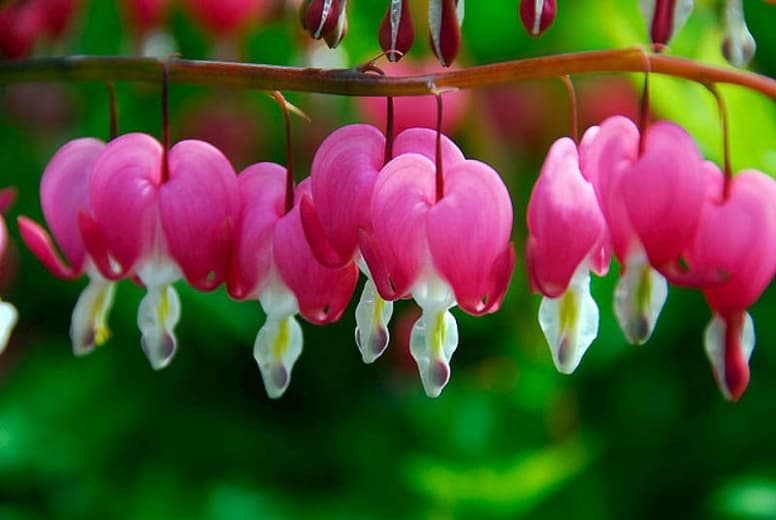 Кровоточащее Сердце (Dicentra spectabilis)