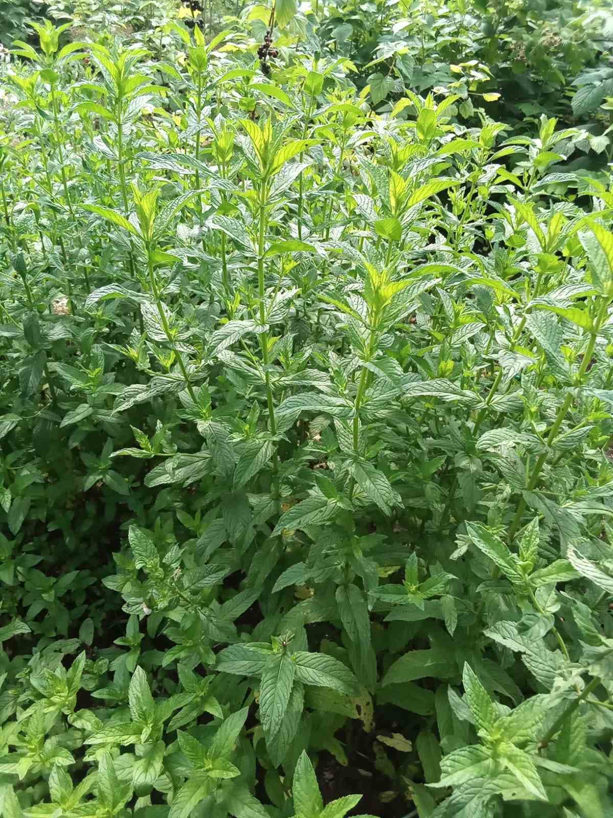 Мята из семян. Ароматна, вкусная, полезна и совсем не капризна.