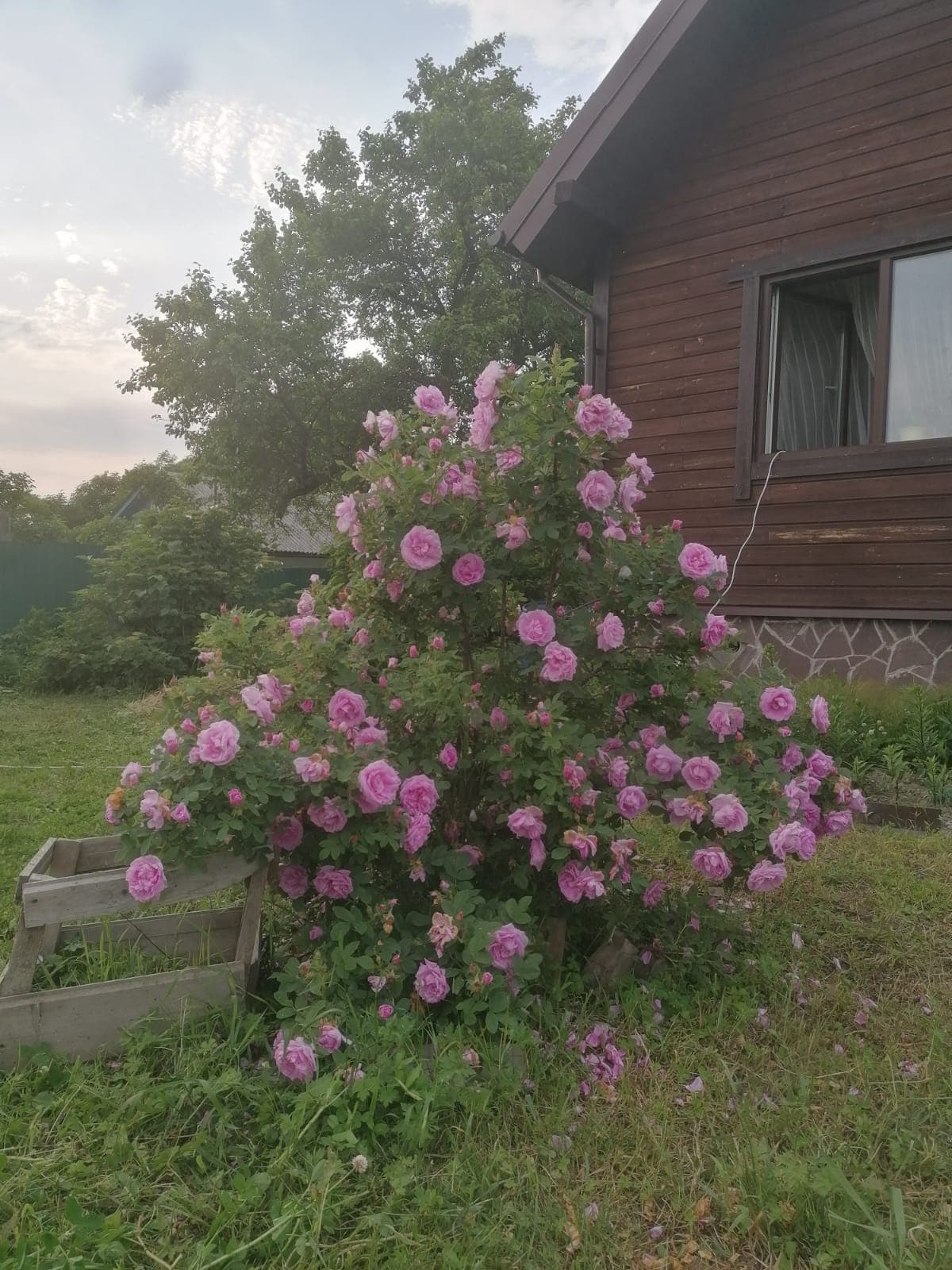 Розы для сурового климата Приморья