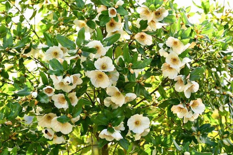 Eucryphia x nymansensis 'Nymansay'
