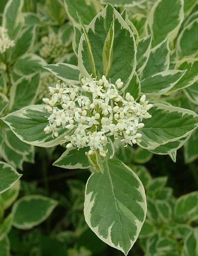 Cornus alba Creme de Mint (татарский кизил)