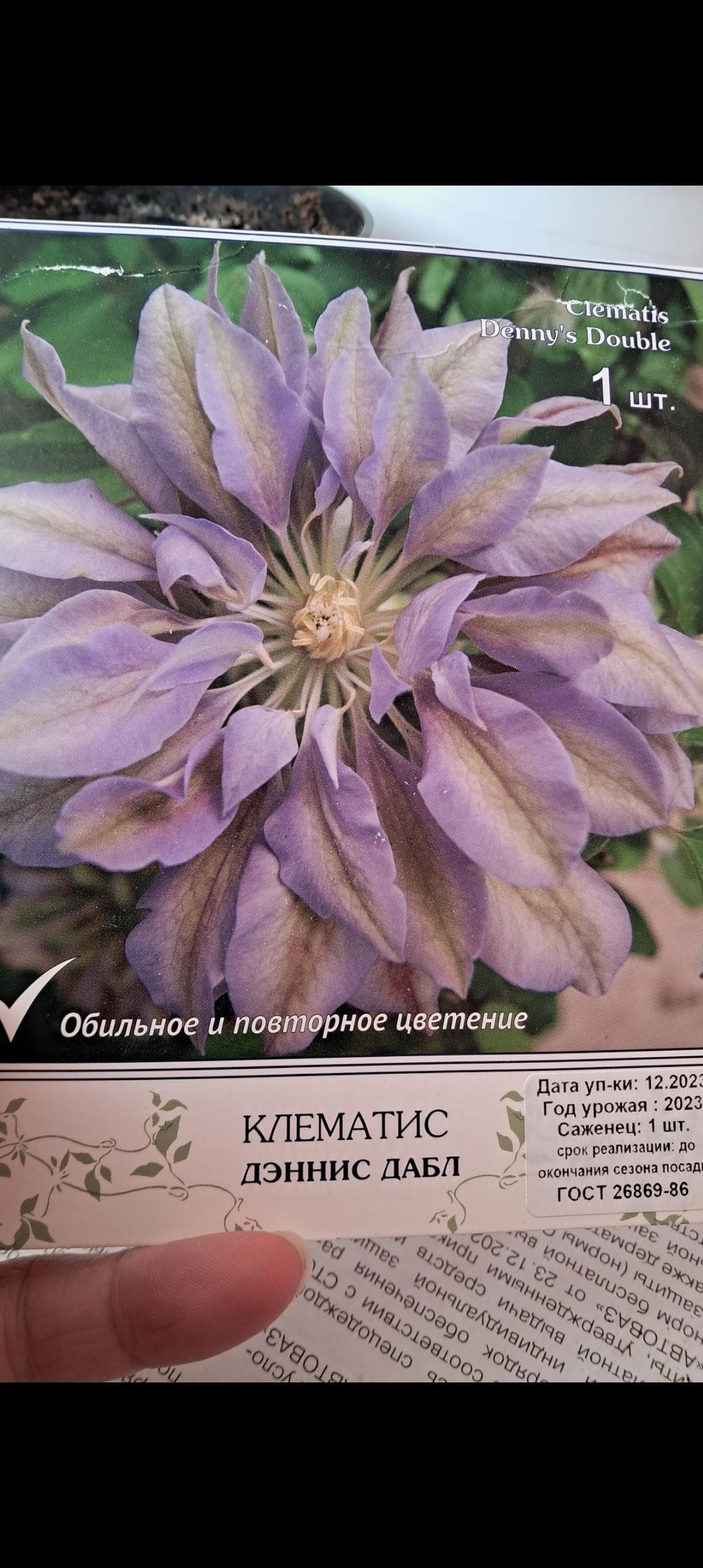 Клематис Дэннис Дабл