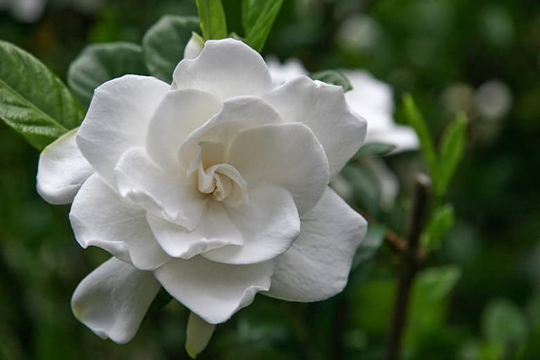 Gardenia jasminoides 'Miami Supreme' (Капский жасмин)