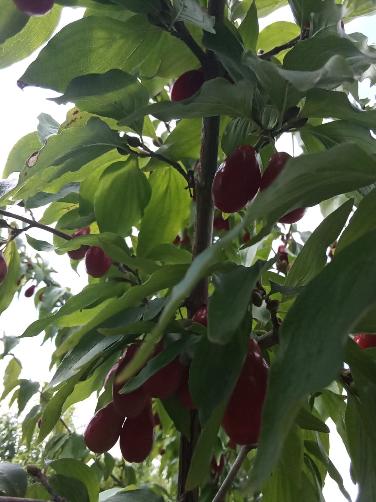 Кизил садовый - красивый, вкусный, полезный.