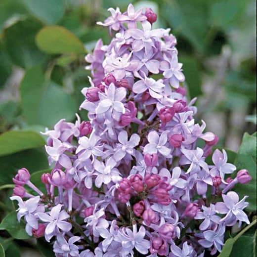 Syringa x hyacinthiflora 'Evangeline' 