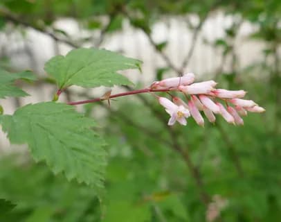Нейлия Танаки