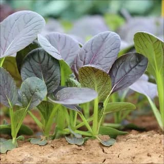 Капуста китайская Рэд Чой