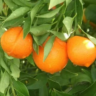 Оранжекват (кумкват)