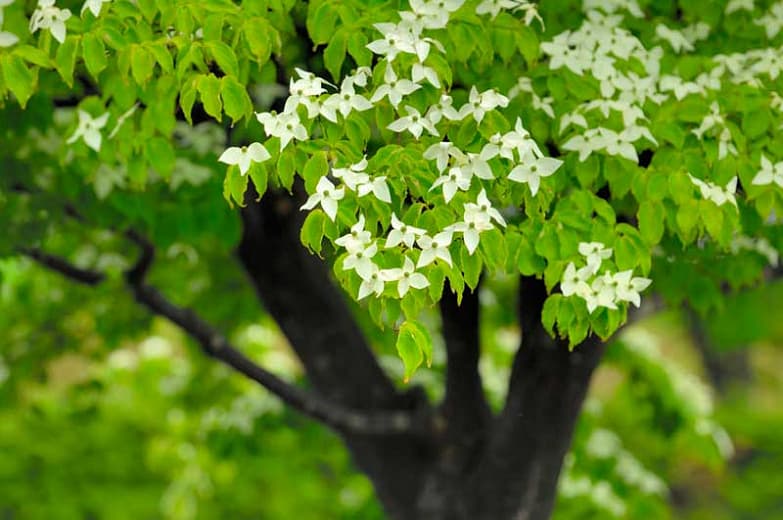 Cornus kousa 'Млечный Путь' (Кизил Коуса)