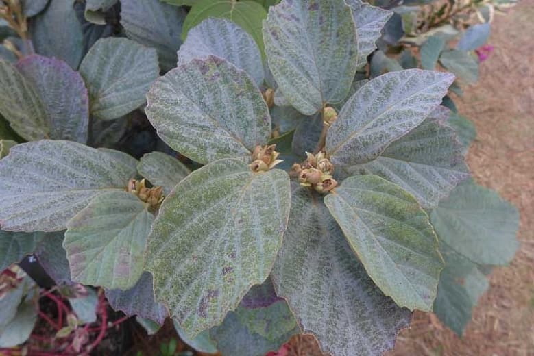 Fothergilla x intermedia 'Blue Shadow' (Фотергилла)