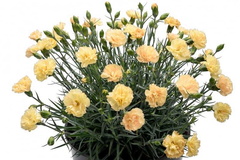Dianthus Promotional Hello Yellow (Бордюрная гвоздика)