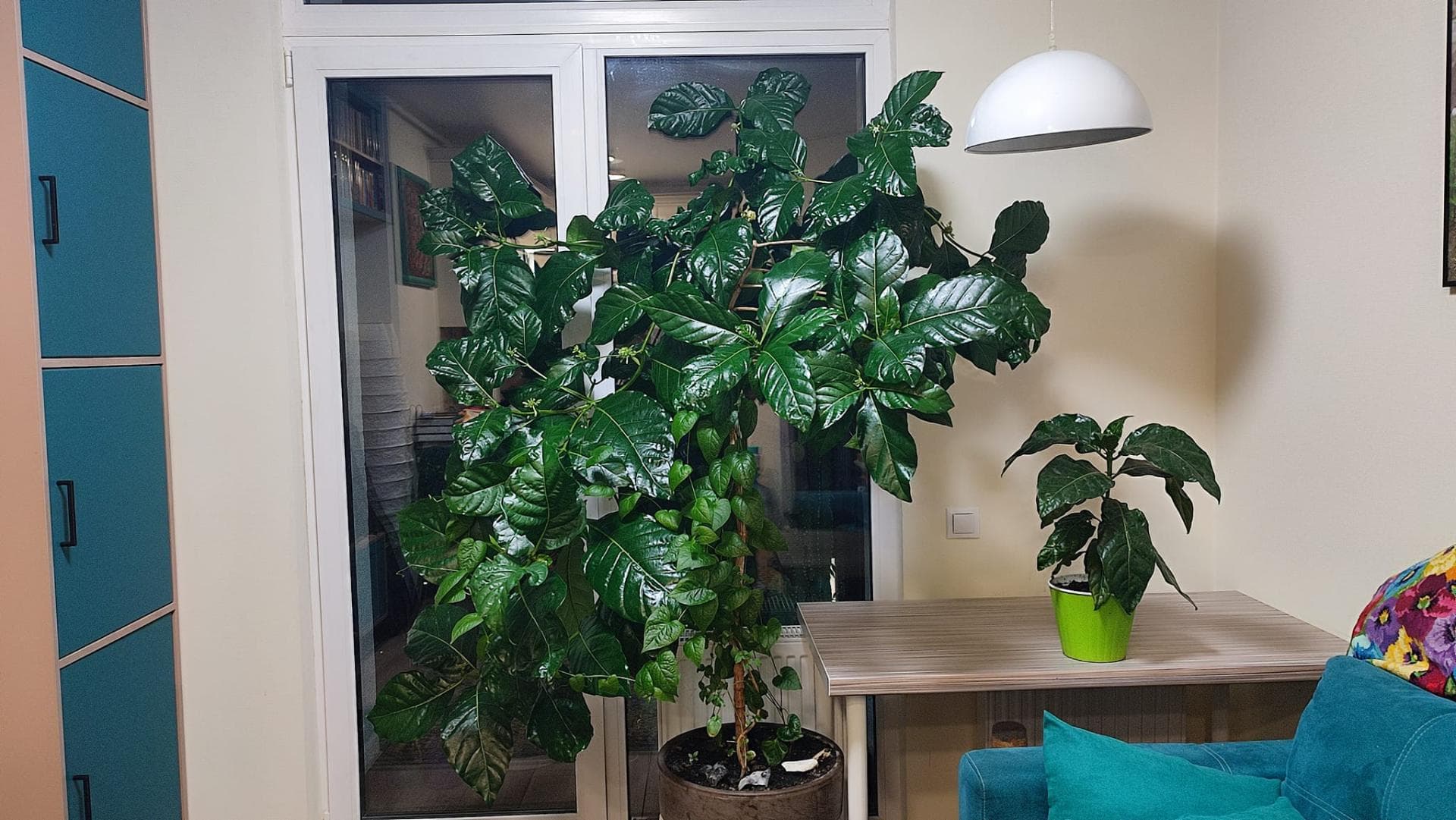 Моринда цитрусолистная (лат. Morinda citrifolia)