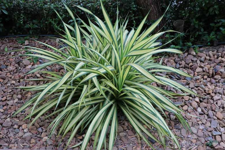 Chlorophytum comosum 'Vittatum' (Пестрое паутинное растение)