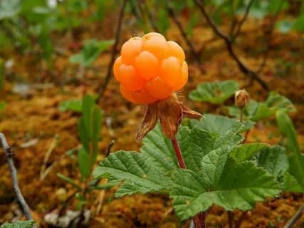 Морошка обыкновенная