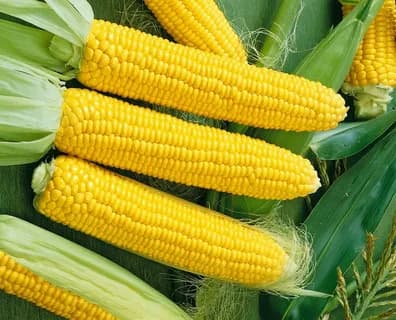 Кукуруза сахарная