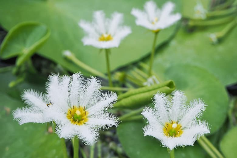 Nymphoides indica (Водяная снежинка)