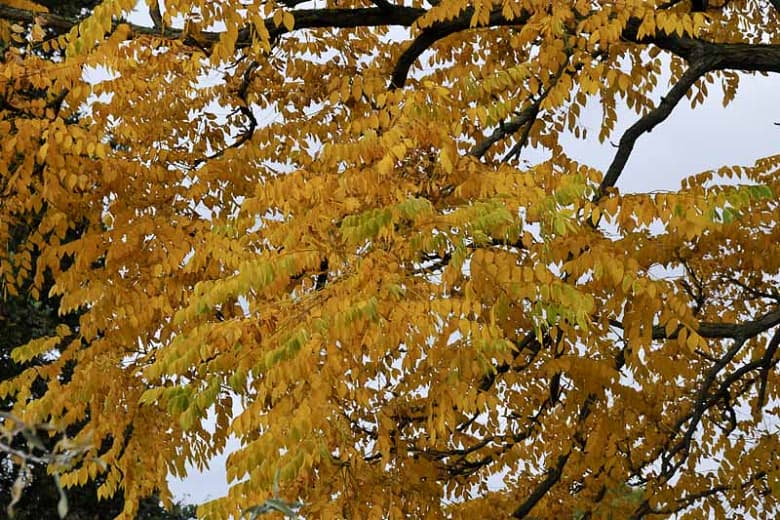 Gymnocladus dioica (Кофейное дерево Кентукки)