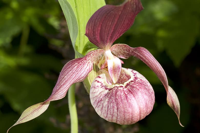 Cypripedium x ventricosum (Орхидея Дамская туфелька)