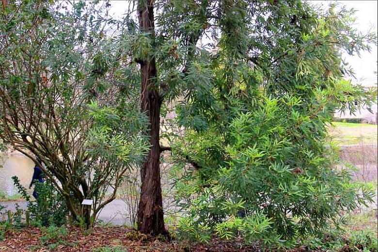 Каталина Айронвуд(Lyonothamnus floribundus subsp. aspleniifolius)