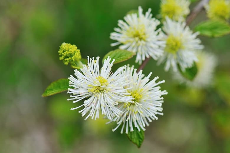 Фотергилла x intermedia 'Mount Airy' (Фотергилла)