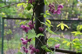 Шоколадная лоза